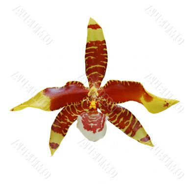 Orchid Orchid