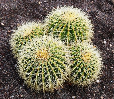 Barrel cactus