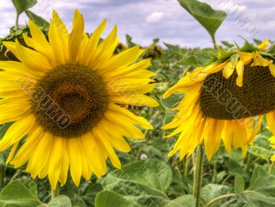 Sunflowers