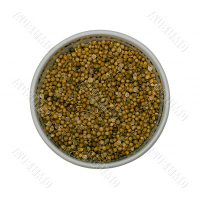 Coriander spices Coriander spices
