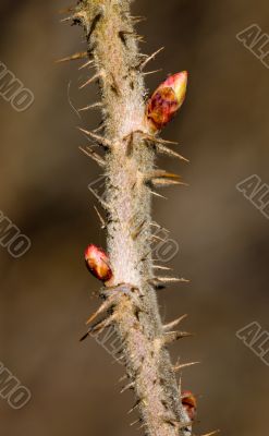 Branch of dog-rose