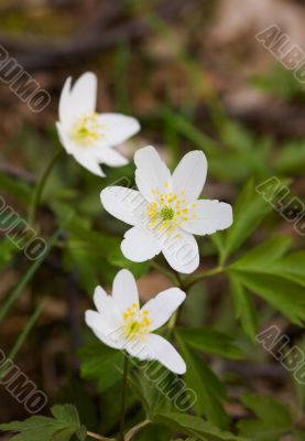 spring white flowers