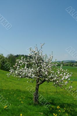 apple tree sprimg