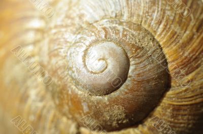 snail snail