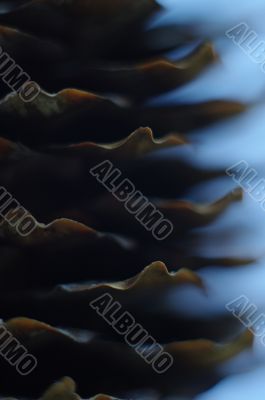 `macro tap fir subjects closeup open seed `macro tap fir subjects closeup open seed