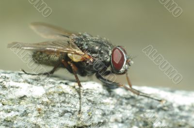 fly animal insect fly animal insect