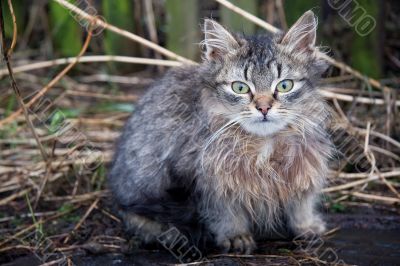 solitary cat