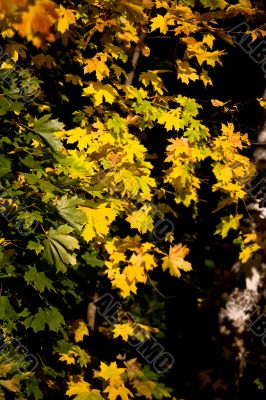 Autumn leaves Autumn leaves