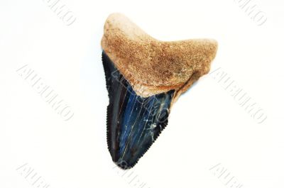 shark tooth