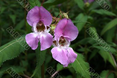 Himalayan Balsam Impatiens glandulifera