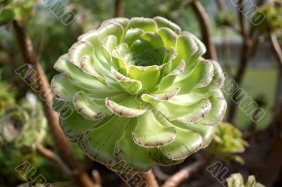 succulent plant