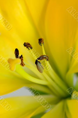 The yellow lily with brown stamens close-up