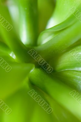 Green abstract leaves of the plant