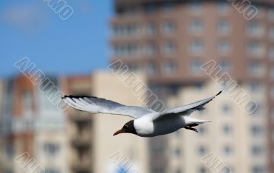 seagull in flight