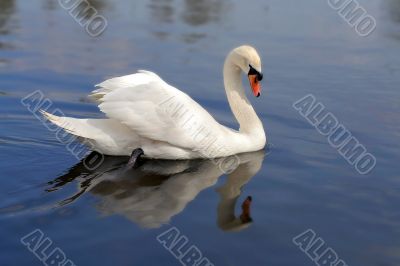 white swan