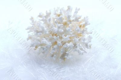 coral and snow coral and snow