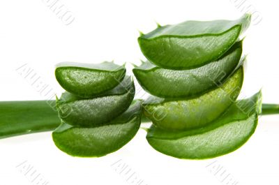 aloe vera - alternative therapy