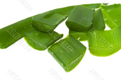 aloe vera - alternative therapy