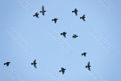 flight of waxwings