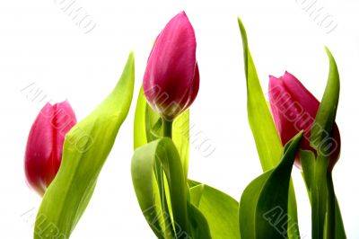 Tulip Tulip