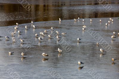 seagulls on pond ice