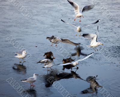 Seagulls and ducks on a pond