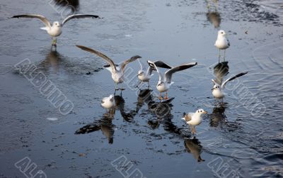 Seagulls in winter