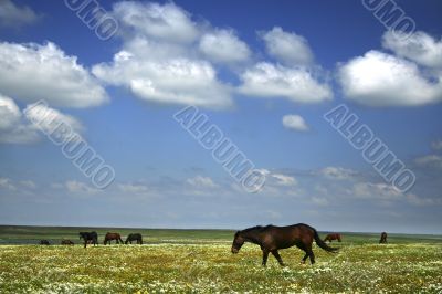 horses on the meadow