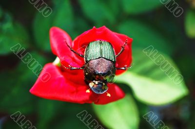 bug me bug me