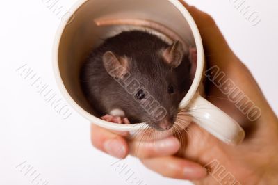 in a mug