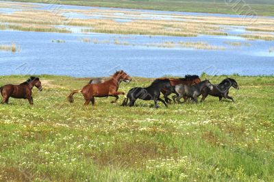 horses on the meadow