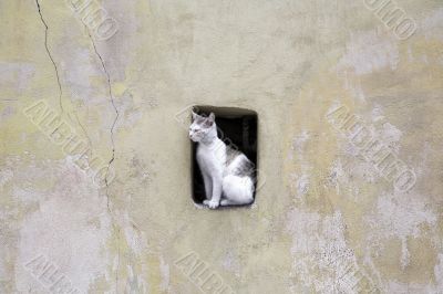 City Cat City Cat