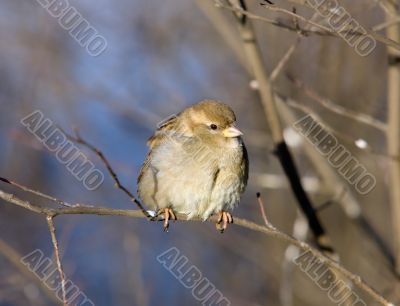 Sparrow on a branch