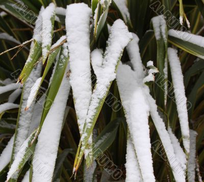 phormium phormium