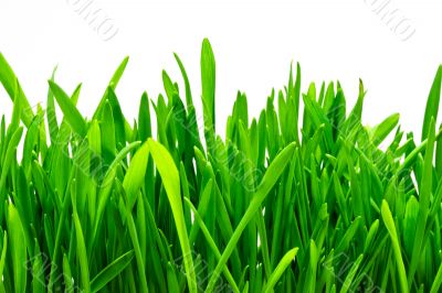 green grass