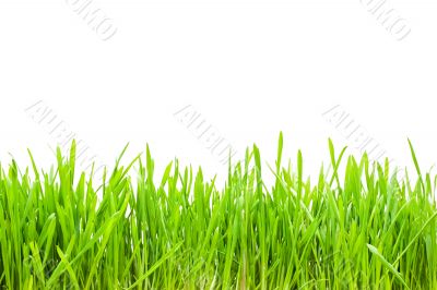 green grass