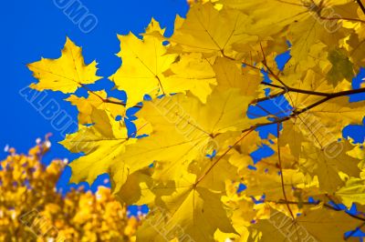 Maple leaves Maple leaves