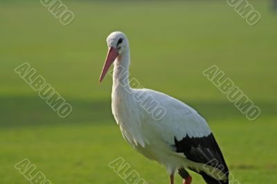 White Stork (Ciconia ciconia)