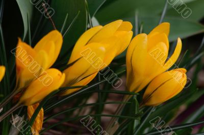 crocus