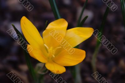 crocus