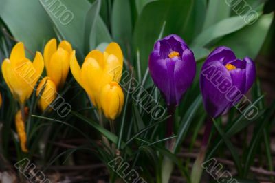 crocus