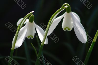 Snowdrop (Galanthus)