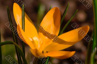 crocus