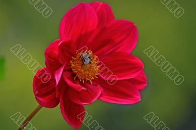 Bee on a Dahlia