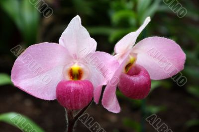 Paphiopedilum Orchid