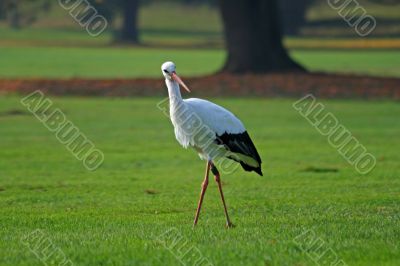 White Stork (Ciconia ciconia)