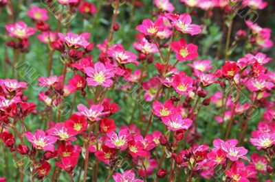 Red Mossy Saxifrage (Saxifraga arendsii)