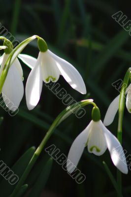 Snowdrop (Galanthus)