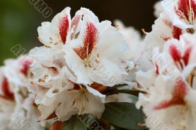 Rhododendron