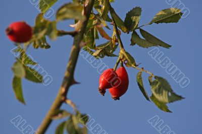 rose hip